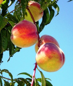 Can I Give My Baby A Peach